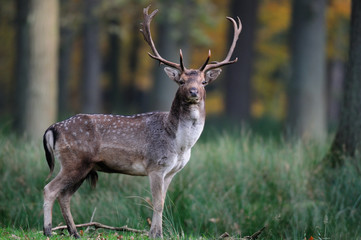 Poster - Damhirsch schaut neugierig, Brunft