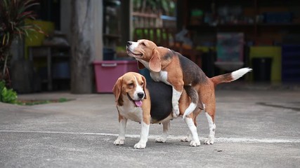 Wall Mural - purebred beagle dog are now receptive in mating, dog breeding