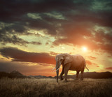Fototapeta Sawanna - Elephant with trunks and big ears outdoor under sunlight.