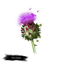 Globe Artichoke Variety Of Thistle Cultivated As Food Digital Art Illustration Isolated On White. Organic Healthy Food. Green Vegetable. Hand Drawn Plant Closeup. Clip Art. Graphic Design Element