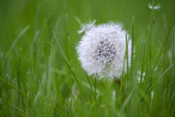 Canvas Print - Beautiful white dandelion in grass 3