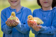 © Tomsickova - Cute little children, boy brothers, playing with ducklings springtime