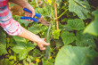 © perfectlab - Woman gathers cucumbers in a greenhouse with a special tool