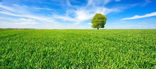 Wall Mural - Einzelner Baum, grünes Feld, blauer Himmel, weiße Wolken, Landschaft mit Linde im Frühling