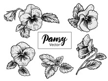 Hand Drawn Pansy Flowers