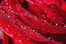Red Rose With Dew Drops As A Background. Red Rose Macro