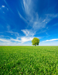 Wall Mural - Einzelner Baum, grünes Feld, blauer Himmel, weiße Wolken, Landschaft mit Linde im Frühling