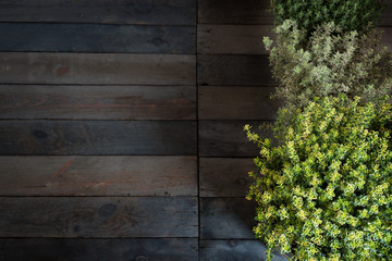 Wall Mural - Fresh thyme herbs on rustic wood