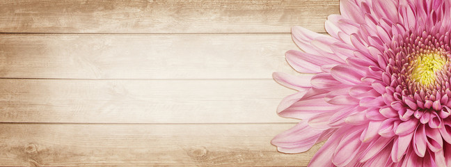 Wall Mural - header  panorama  wooden old with flower chrysanthemum. text box