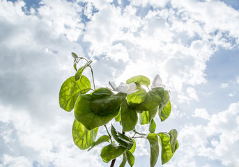 Wall Mural - Green leaf on blue sky background with white soft cloud