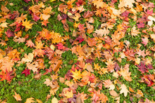 Red Maple Leaves On Ground