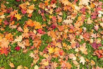 Wall Mural - red maple leaves on ground