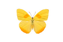 бабочка Phoebis Philea