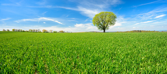 Wall Mural - Einzelner Baum, grünes Feld, blauer Himmel, weiße Wolken, Landschaft mit Kastanie im Frühling
