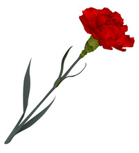 Red Carnation Flower Isolated On White Background