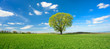 Einzelner Baum, grünes Feld, blauer Himmel, weiße Wolken, Landschaft mit Kastanie im Frühling