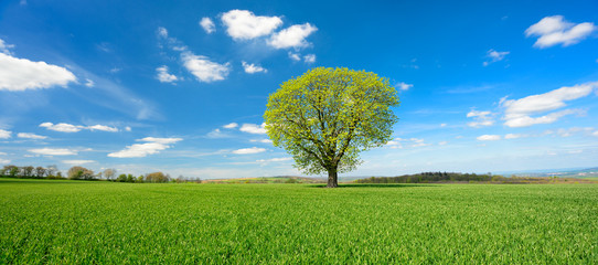 Wall Mural - Einzelner Baum, grünes Feld, blauer Himmel, weiße Wolken, Landschaft mit Kastanie im Frühling