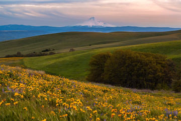 Mount Hood catching sunset light and wild flowers filed in Columbia hills state park, Washington