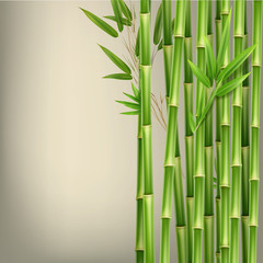  Zielone łodygi bambusa