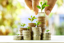 Growing Plant On Stack Coin Money For Finance And Banking Growth Concept