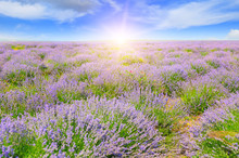 Field With Blooming Lavender And Sunrise