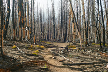 Dead Trees In Burned Forest  After The Big Fire In Central Oregon On The Trail Near Three Creek Lake. USA Pacific Northwest.