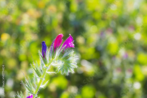 flor en el campo