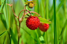 Berry Wild Strawberries Growing In The Grass In The Forest