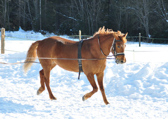 Brown horse in winter training