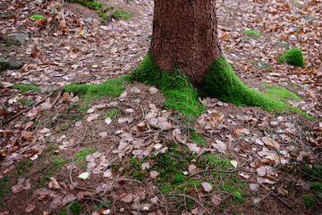 Poster - Moss on tree in autumn forest