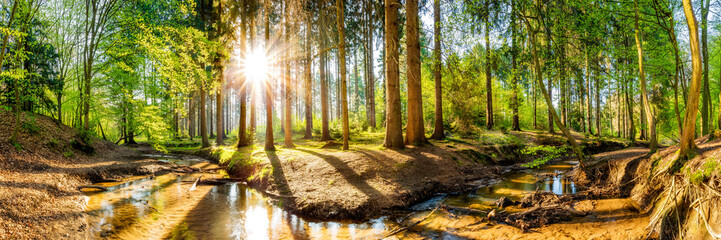 Poster - Wald im Frühling, Panorama einer Landschaft mit Bäumen, Bach und Sonne