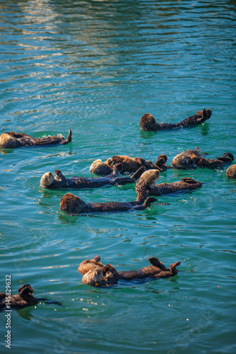 Fotografia sea otters with pups raft up in the harbor at Moro Bay, California
