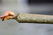 Marijuana Joints Isolated - Cannabis Smoking