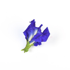 Purple flowers of Butterfly Pea. (Clitoria ternatea) Isolate on white background