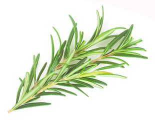  rosemary isolated in closeup