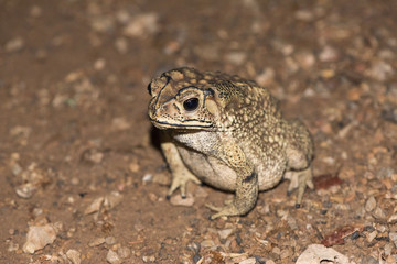 toad