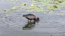 Glossy Ibis Feeds In A Lake