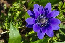 Anemone Coronaria Ou Anémone Couronnée Violet