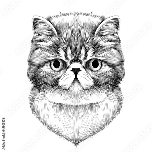 Cat Breed Exotic Shorthair Face Sketch Vector Black And White