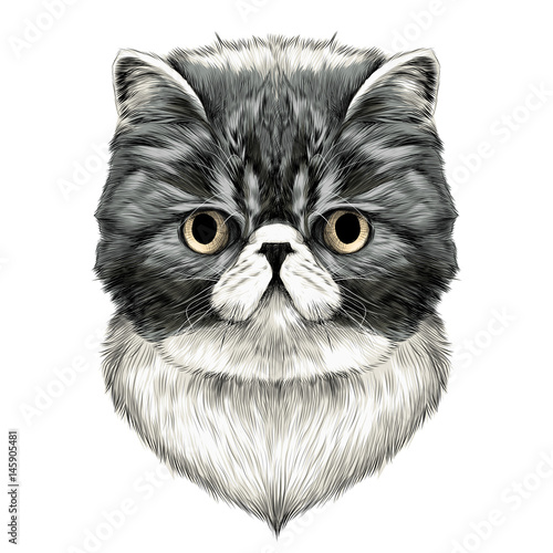 Cat Breed Exotic Shorthair Face Sketch Vector Color Drawing Buy