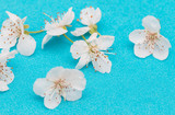 Fototapeta Storczyk - Cherry flowers on a blue background