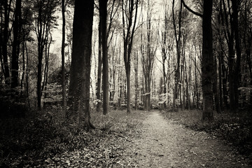 Wall Mural - Bluebells growing on an english woodland floor