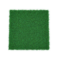 Wall Mural - Kentucky Bluegrass Grass on white. 3D illustration