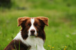 © Ricant Images - Border Collie dog