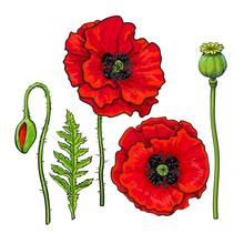 Hand Drawn Set Of Side And Top View Red Poppy Flower, Bud, Pod, Leaf, Sketch Vector Illustration Isolated On White Background. Realistic Hand Drawing Of Red Poppy, Spring, Summer Decoration Element