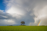 Fototapeta Tęcza - Spring rain over the green field