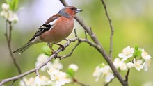 Common Chaffinch Of Flowers Sitting On A Branch/common Chaffinch Of Flowers Sitting On A Branch