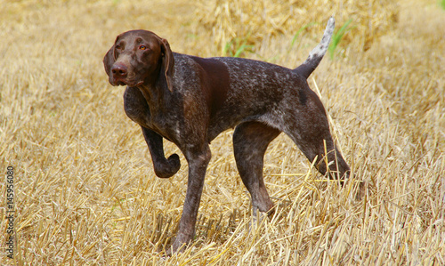 German Shorthaired Pointer Dog Buy This Stock Photo And Explore