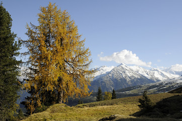 Sticker - Bergwald im Herbst