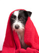 Mongrel dog wrapped in a red towel after taking a shower